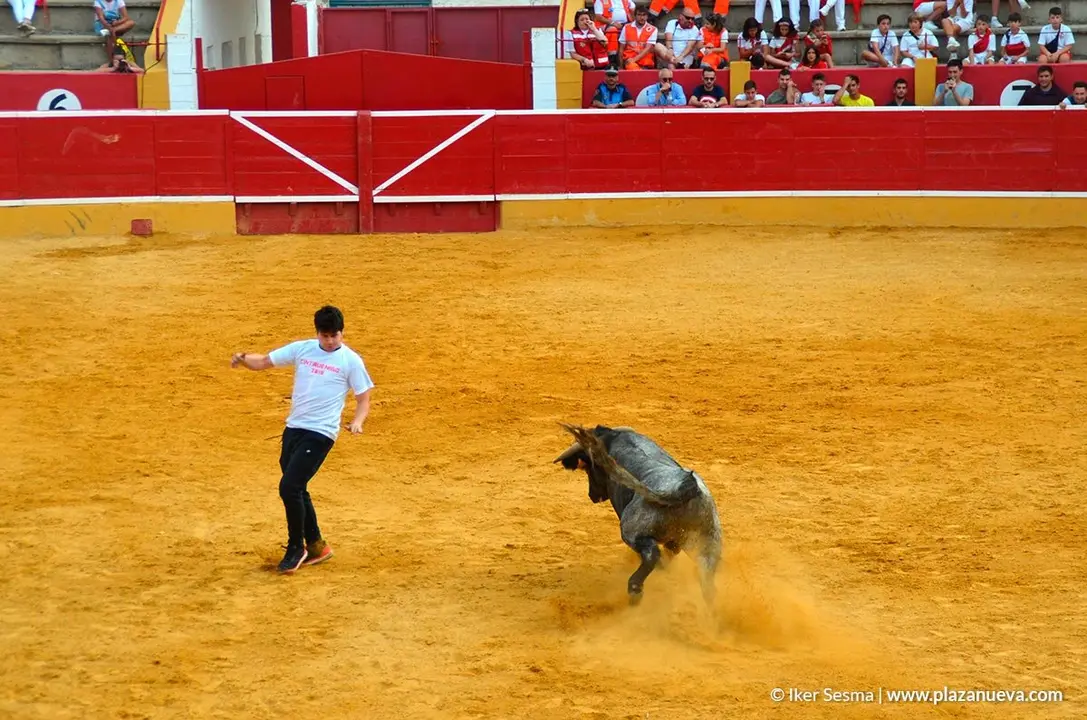 Recortadores en las fiestas de Cintru&eacute;nigo - 1