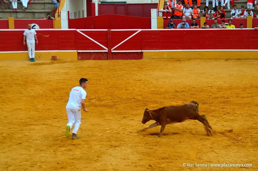 Recortadores en las fiestas de Cintru&eacute;nigo - 2