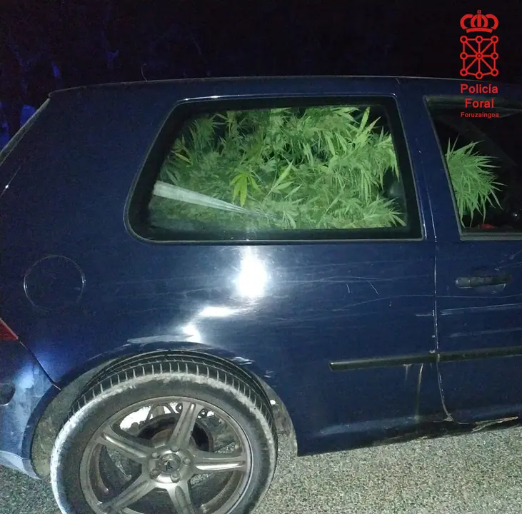 Veh&iacute;culo con la planta de marihuana en la parte trasera