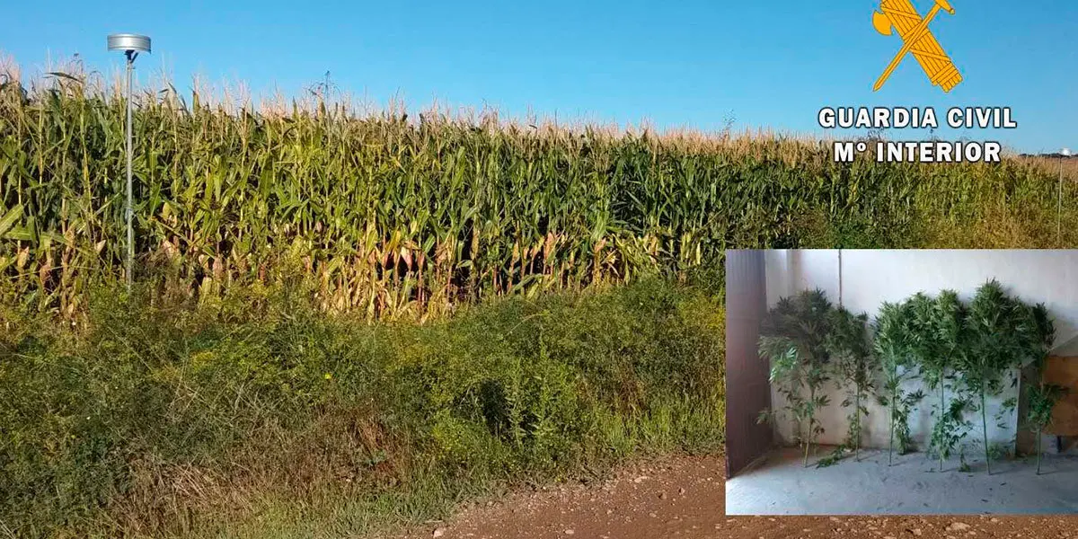 Plantas incautadas en Caparroso