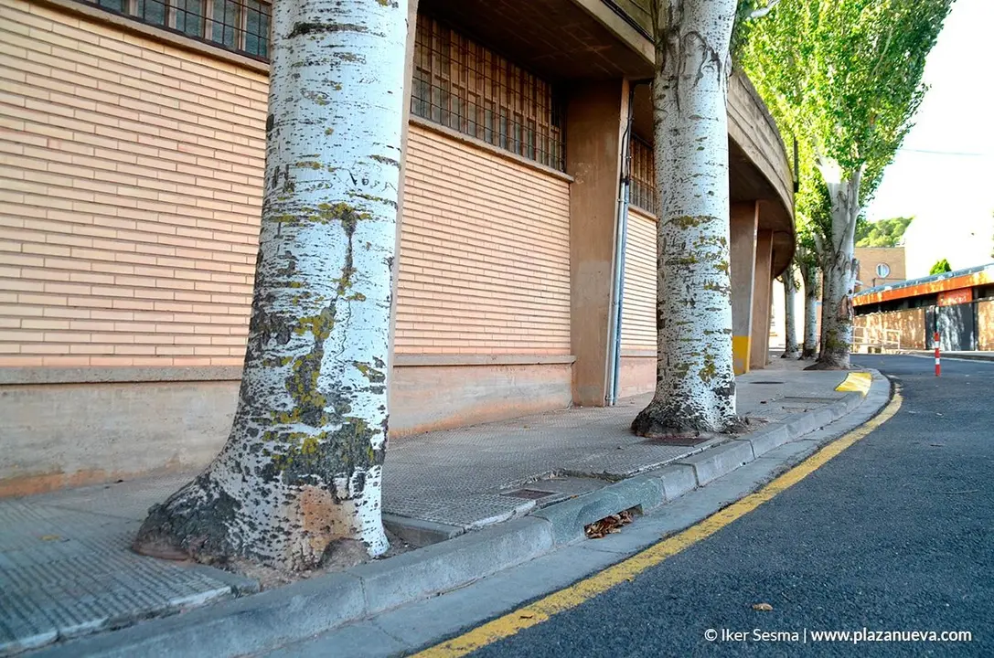 Los chopos y sus ra&iacute;ces se van comiendo el espacio en las cercan&iacute;as del Ciudad de Tudela