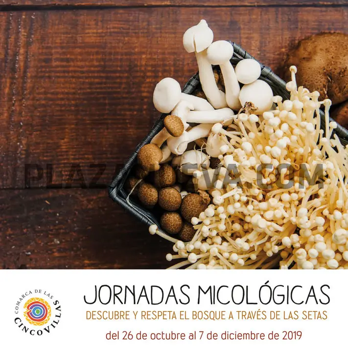 Jornadas micol&oacute;gicas en la Comarca de las Cinco Villas 2019