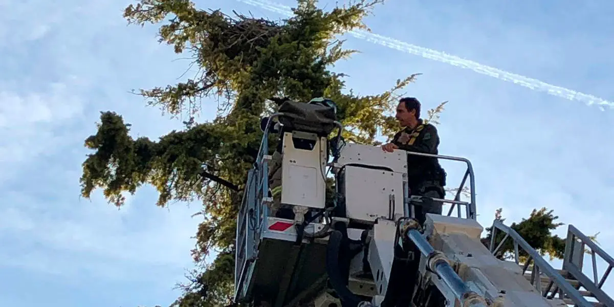Momento de la retirada en Tarazona de un nido de cigüeñas
