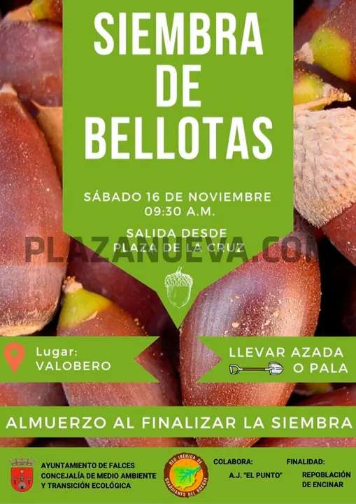 Siembra de bellotas en Falces