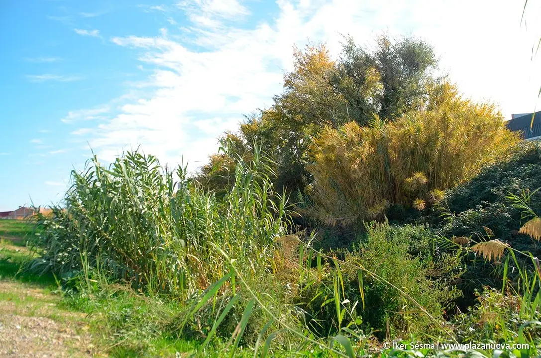 Nuevo Parque del Queiles en Tudela - 7