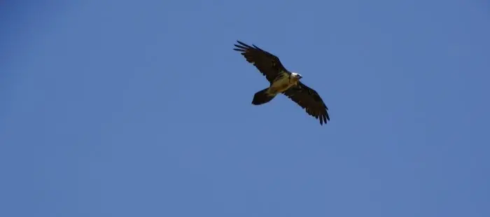 Ejemplar de quebrantahuesos sobrevolando el Moncayo