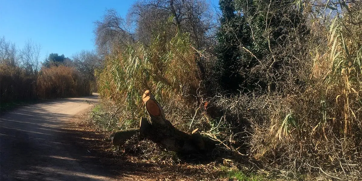 &Aacute;rbol ca&iacute;do en camino en Traslapuente