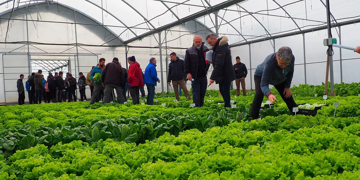 Lechugas invernadero cultivo agricultor INTIA
