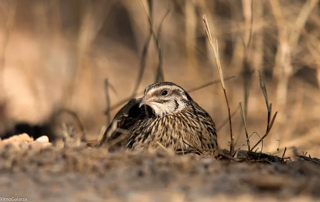 Codorniz com&uacute;n (coturnix coturnix)