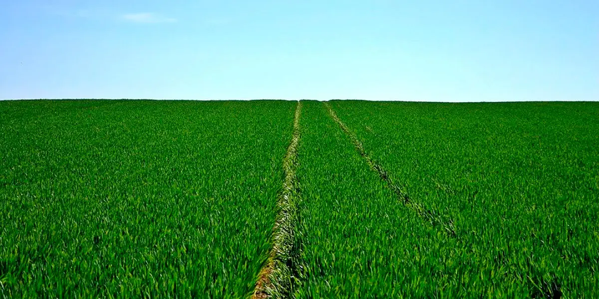agricultura campos de cultivo cultivar2