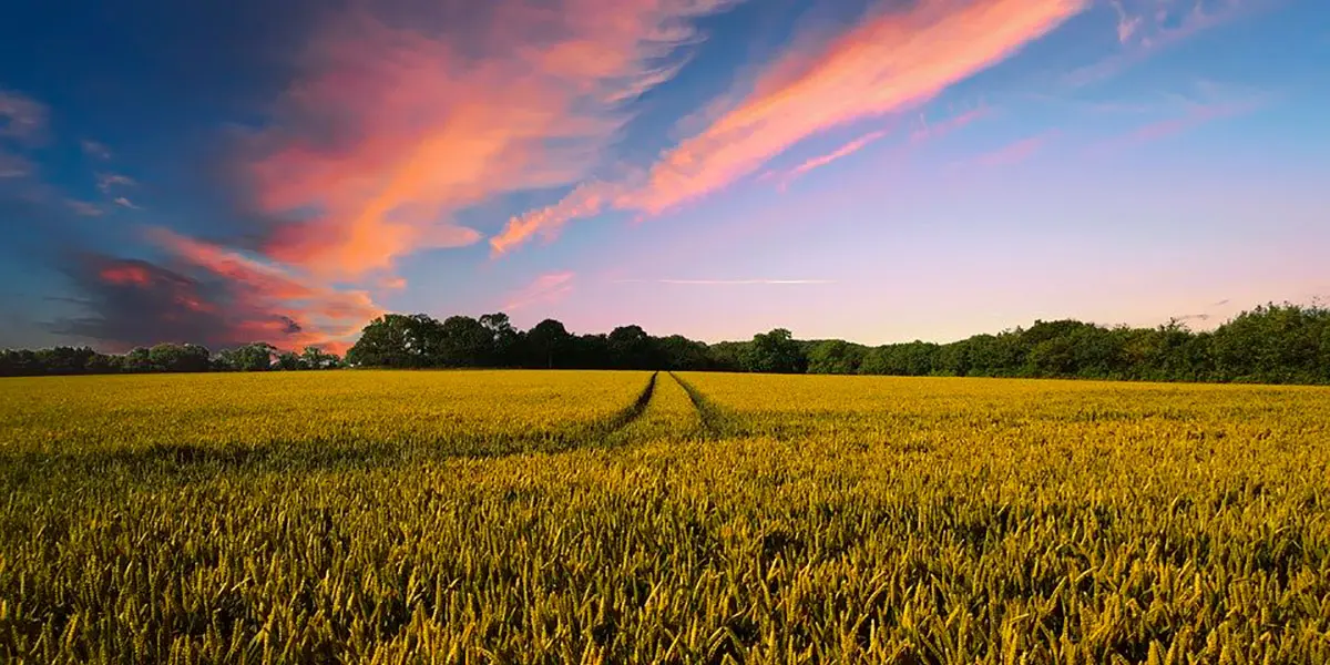 agricultura campos de cultivo cultivar3