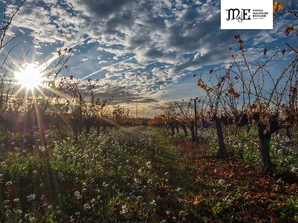 Mejor fotograf&iacute;a del VI Concurso Fotovino Mal&oacute;n de Echaide