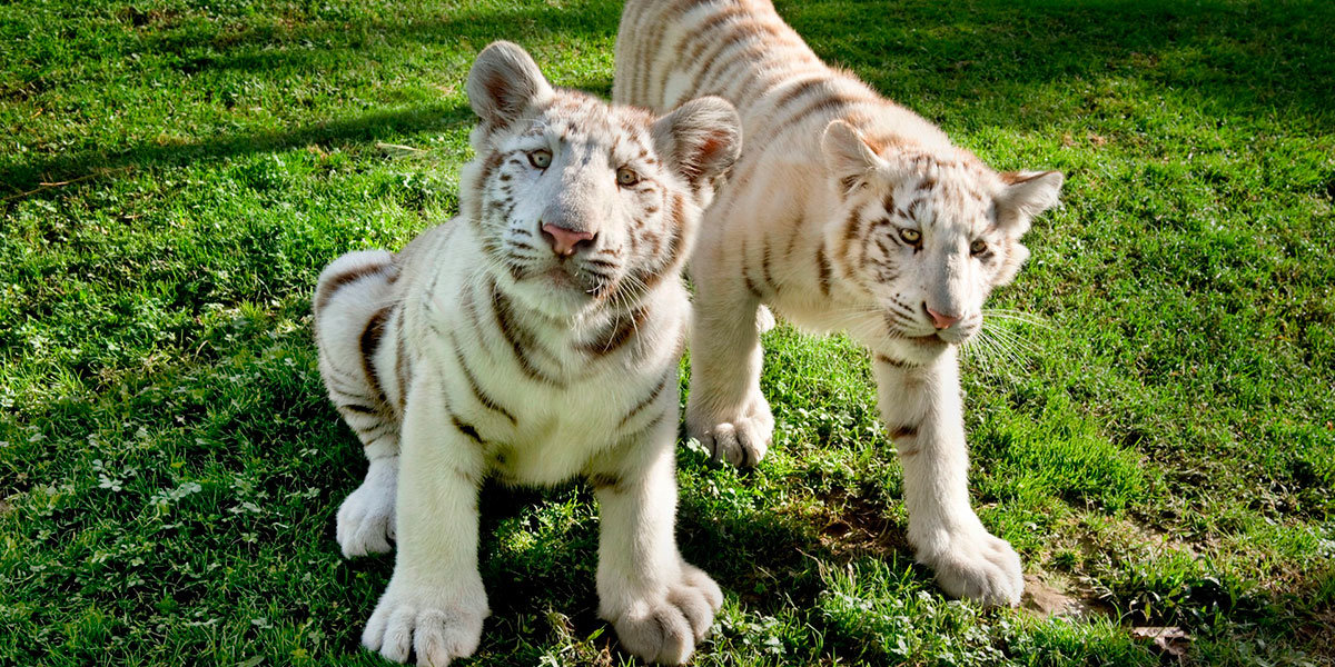 Tigres-blancos-Sendaviva