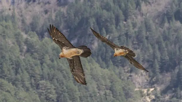 El quebrantahuesos se encuentra en el nivel m&aacute;s alto de protecci&oacute;n en la Uni&oacute;n Europea y en Espa&ntilde;a