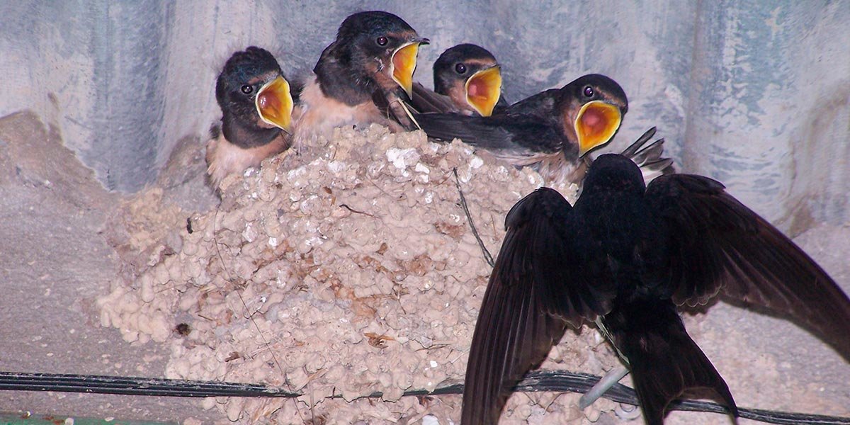 Esta campaña pretende concienciar sobre la amenaza que supone para las aves la destrucción de sus nidos