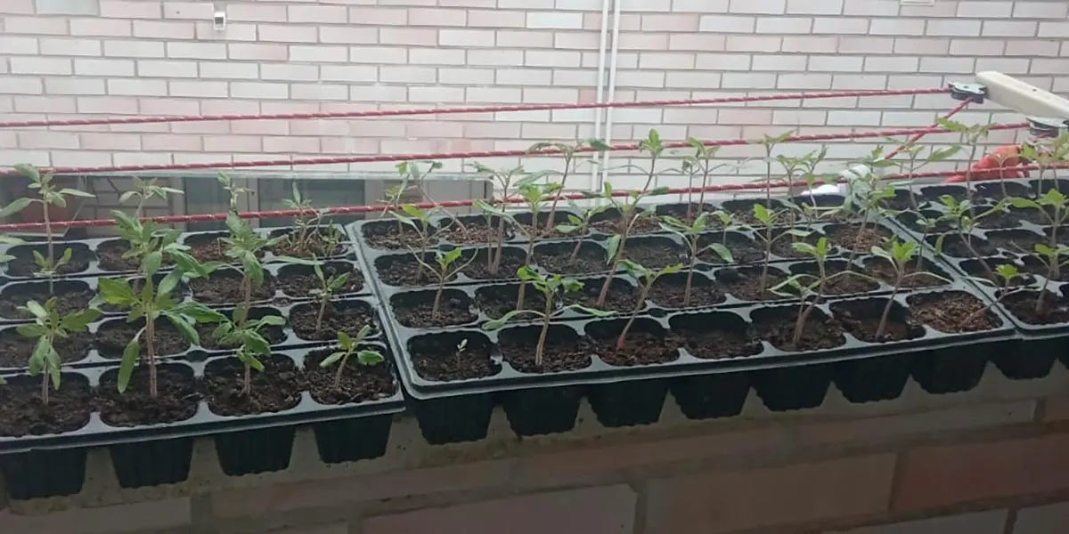Plantero en casa