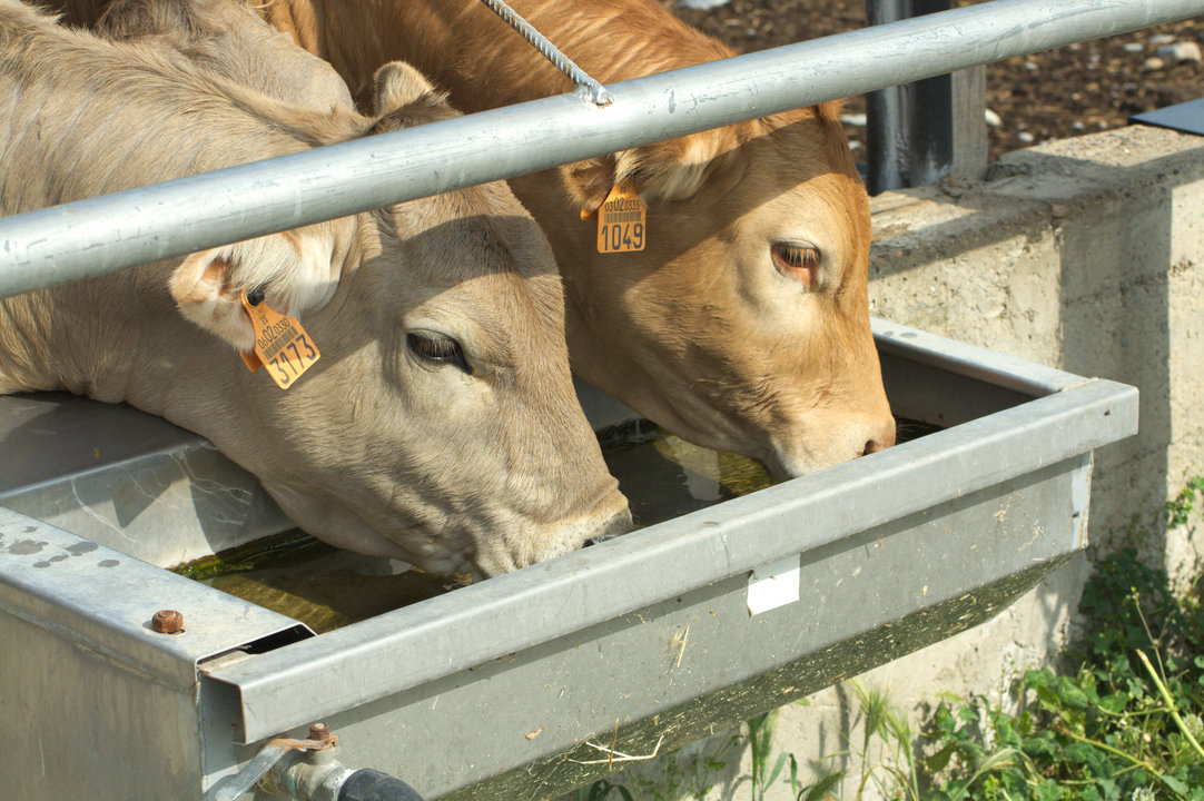 Vacas bebiendo agua carne