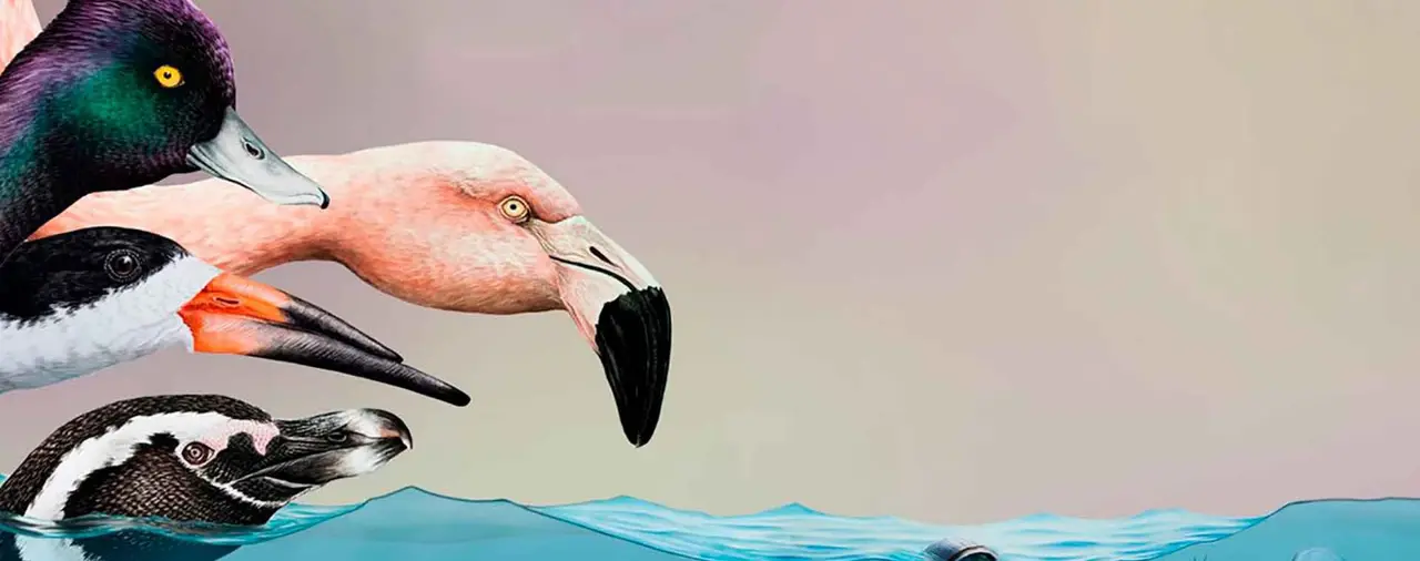 D&iacute;a Internacional de las aves migratorias