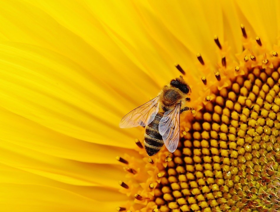 Una abeja en un girasol