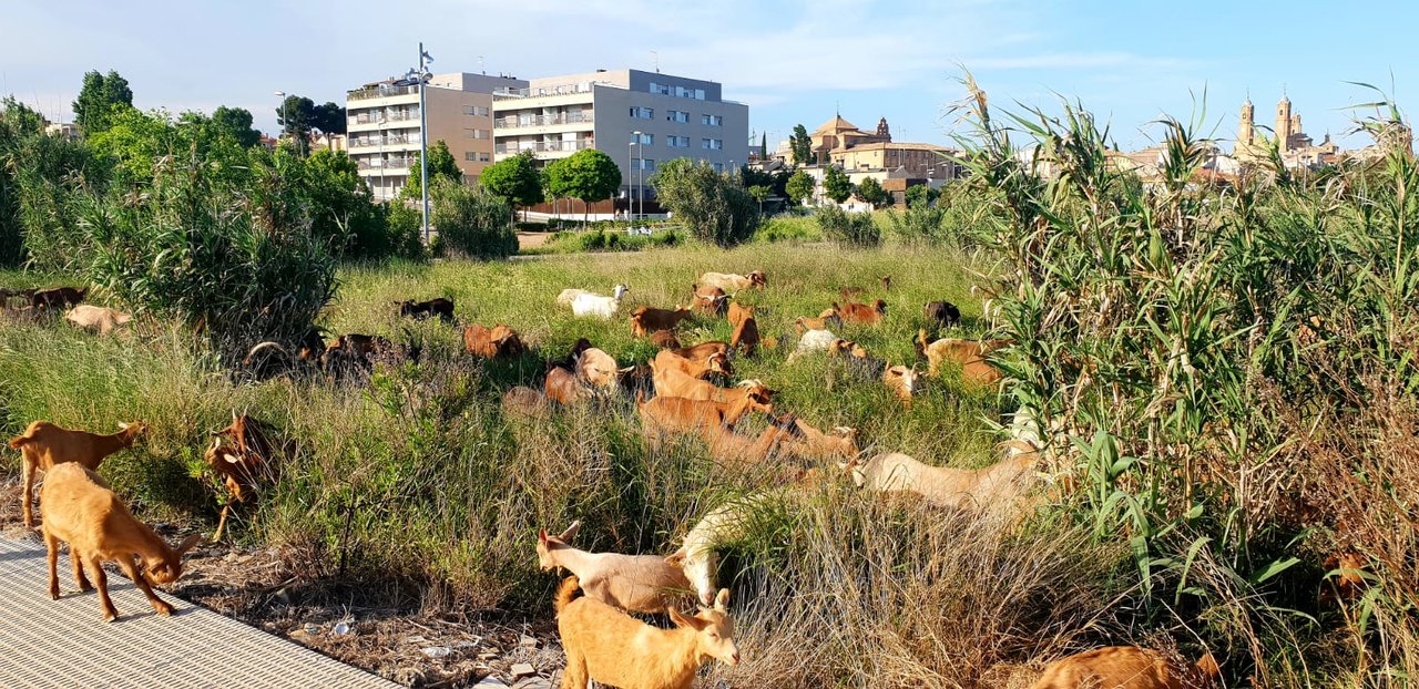 Cabras y ovejas eliminan las malas hierbas en los grandes solares de Corella