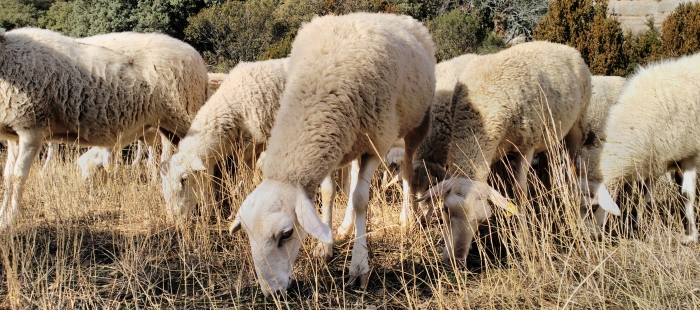 Ovejas pastoreo ganader&iacute;a