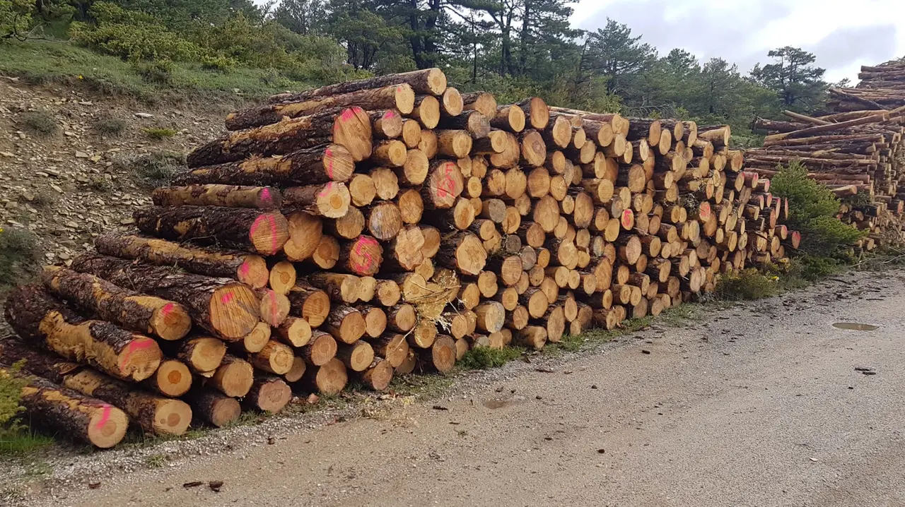 Necesitamos una pol&iacute;tica forestal Europea, pensada y dise&ntilde;ada por la gente del territorio, de abajo hacia arriba