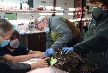 Dos nuevos pollos de quebrantahuesos aragoneses viajan hasta los Picos de Europa