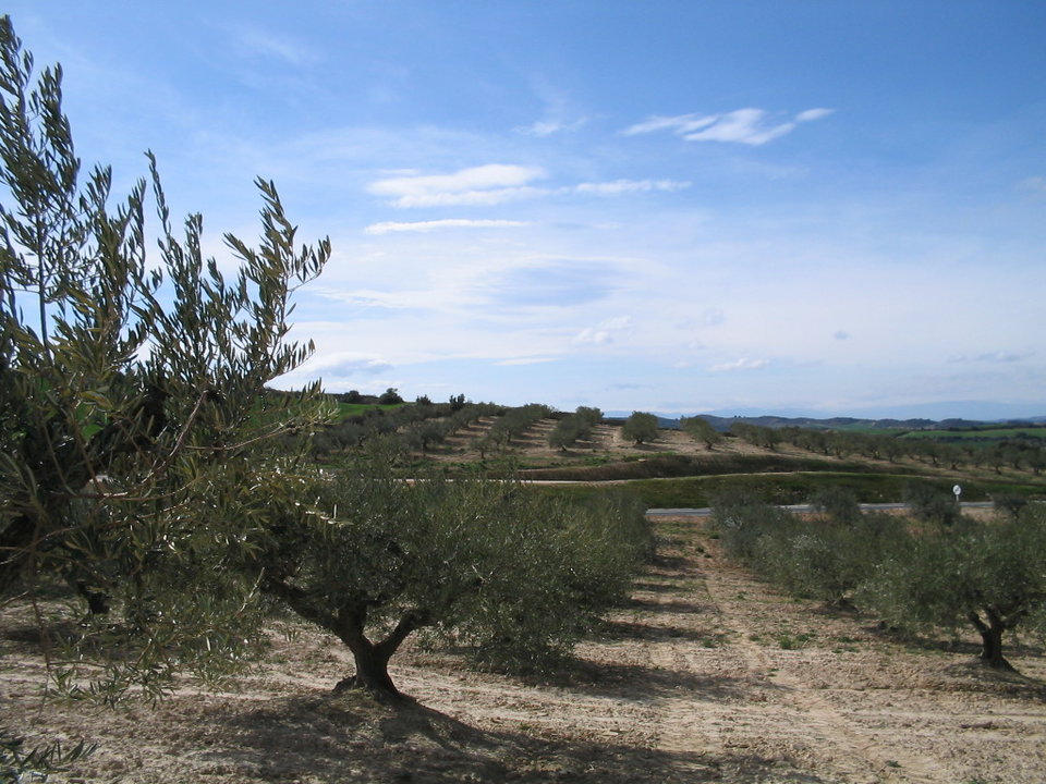 Olivar en Navarra, olivos