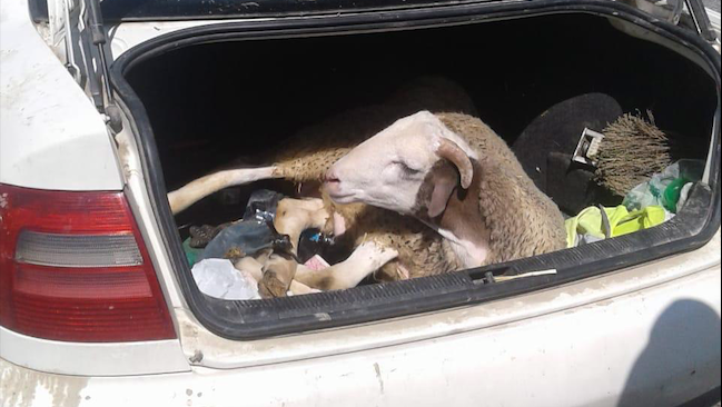 Cordero encontrado vivo en el maletero