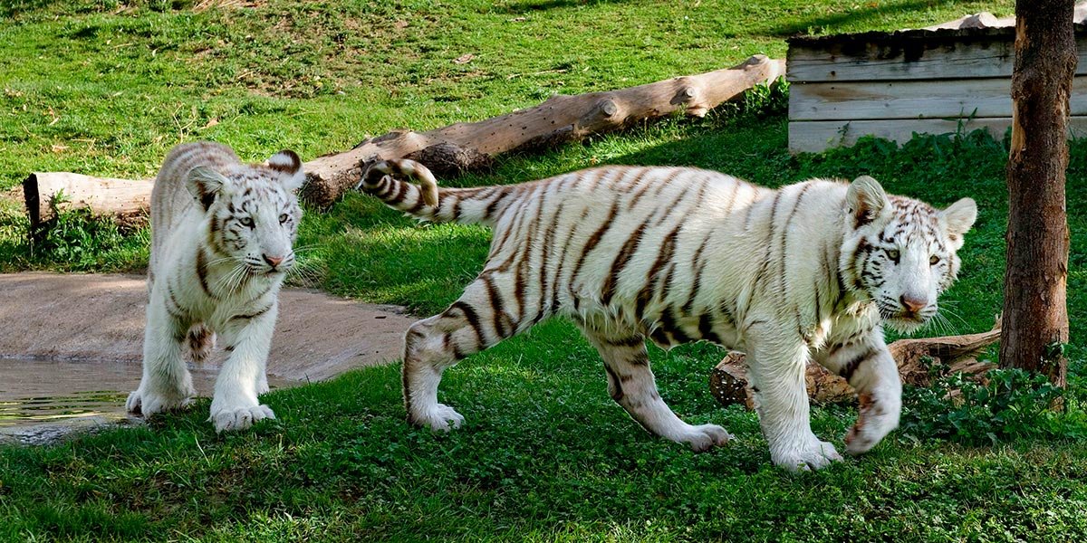 Tigres blancos en Sendaviva