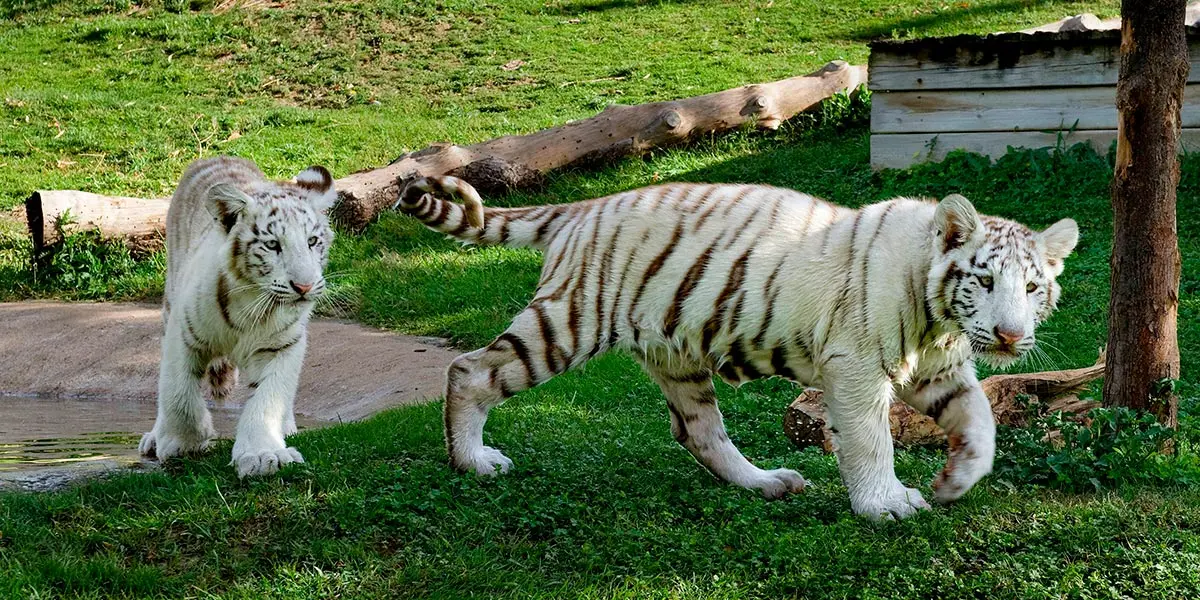 Tigres blancos en Sendaviva