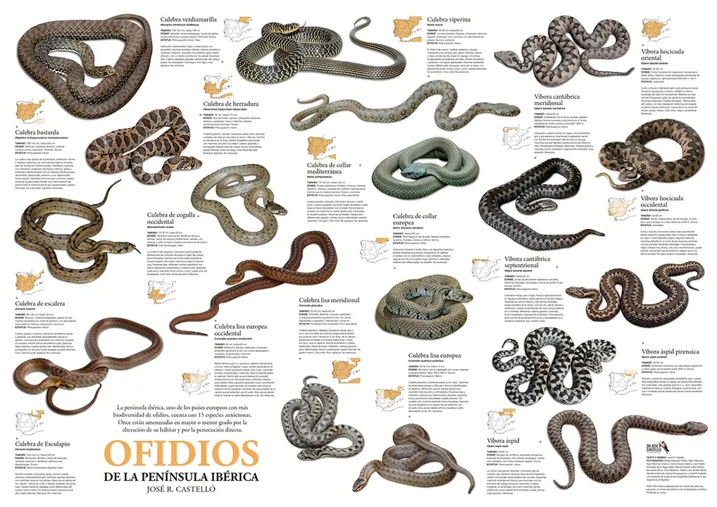Ofidios de la pen&iacute;nsula ib&eacute;rica (Jos&eacute; R. Castell&oacute;)