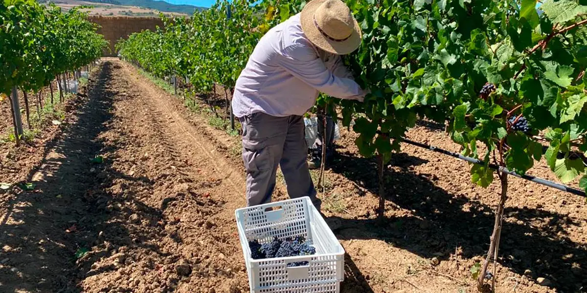 vendimia bodega uva vino vid