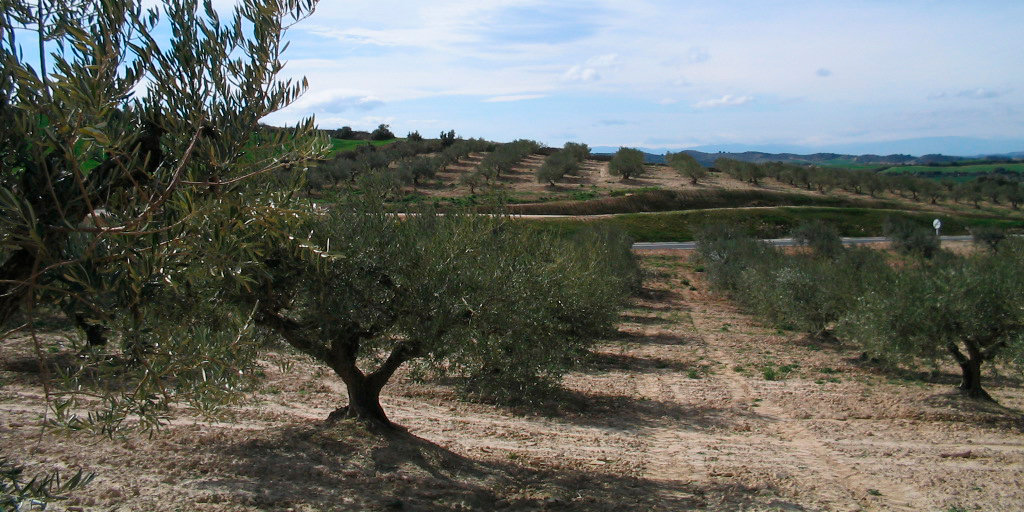 Olivar en Navarra oliva trujal