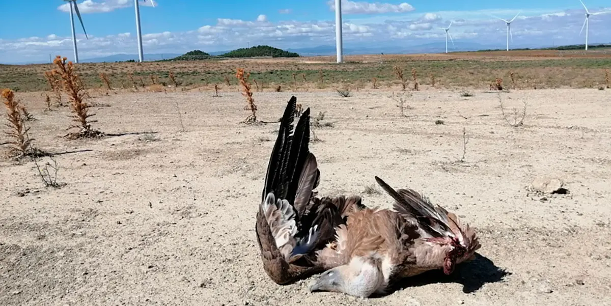 El cad&aacute;ver de un buitre encontrado en la base de un aerogenerador
