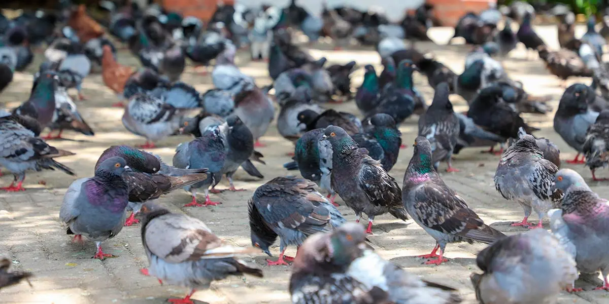 palomas p&aacute;jaros calles ciudad 1