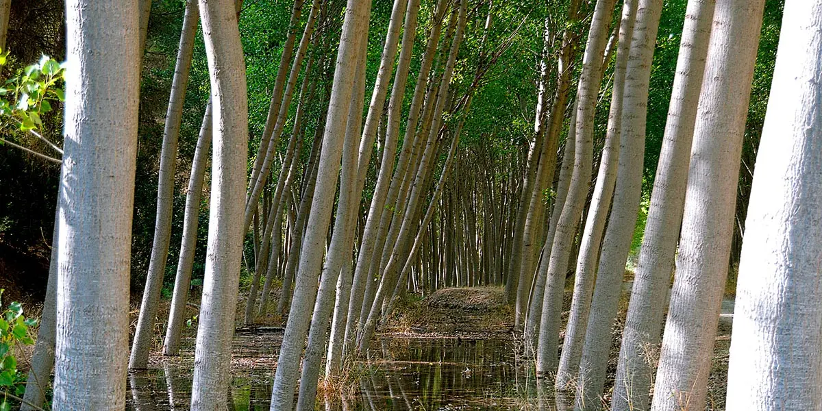 chopo chopera bosque madera &aacute;rboles