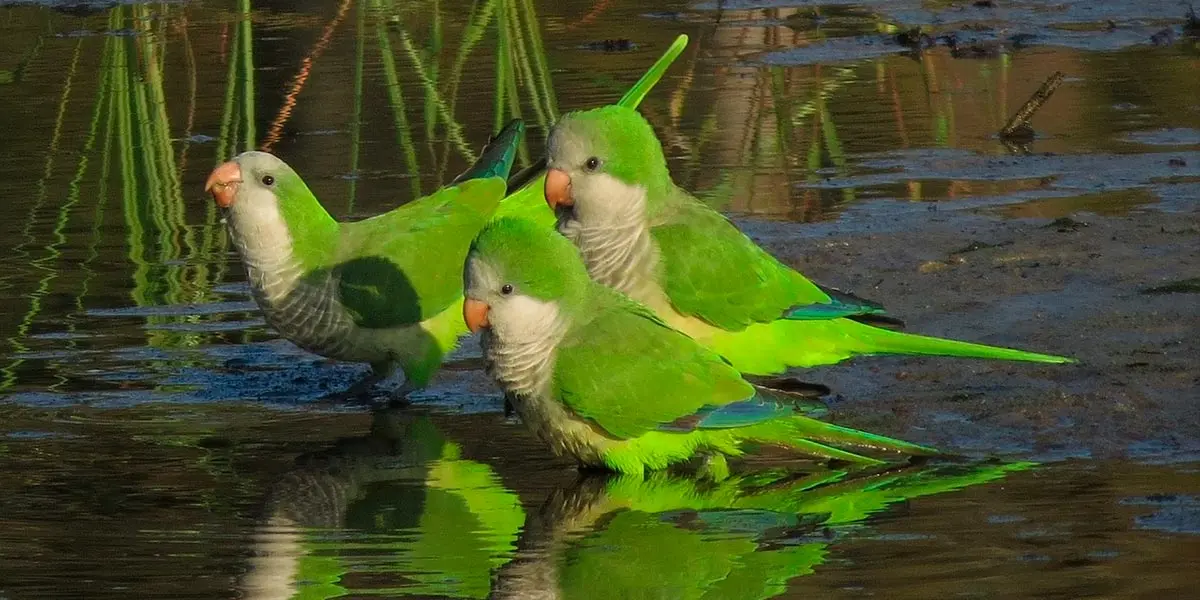 Cotorras argentinas (Myiopsitta monachus)