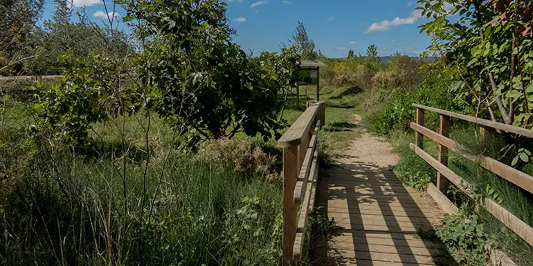 Paseo hasta la laguna de la Isla del R&iacute;o Arag&oacute;n en Marcilla