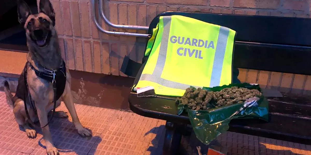 Un perro de la Guardia Civil con la marihuana incautada