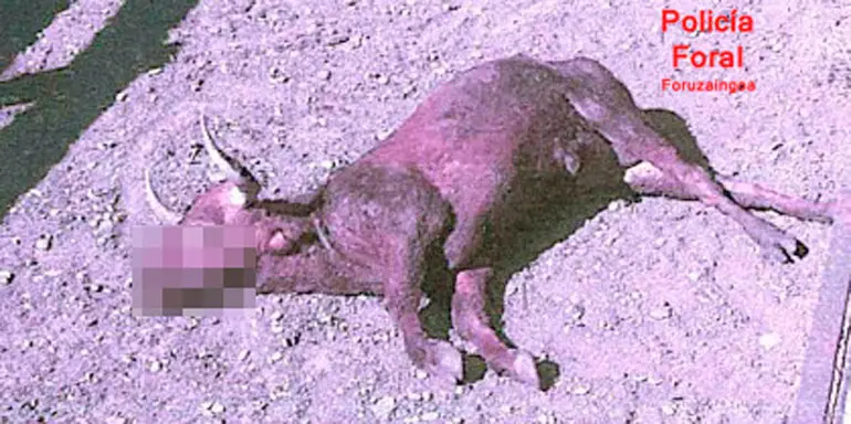 Uno de los animales muerto