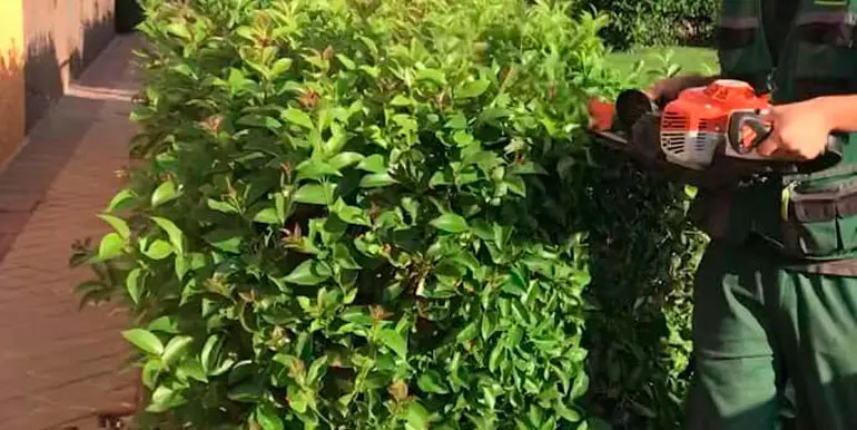 plantas