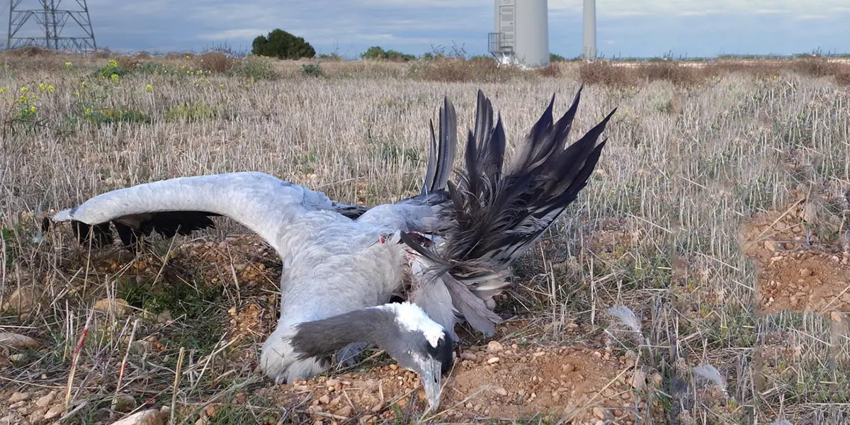 Cad&aacute;ver de una grulla en una central e&oacute;lica