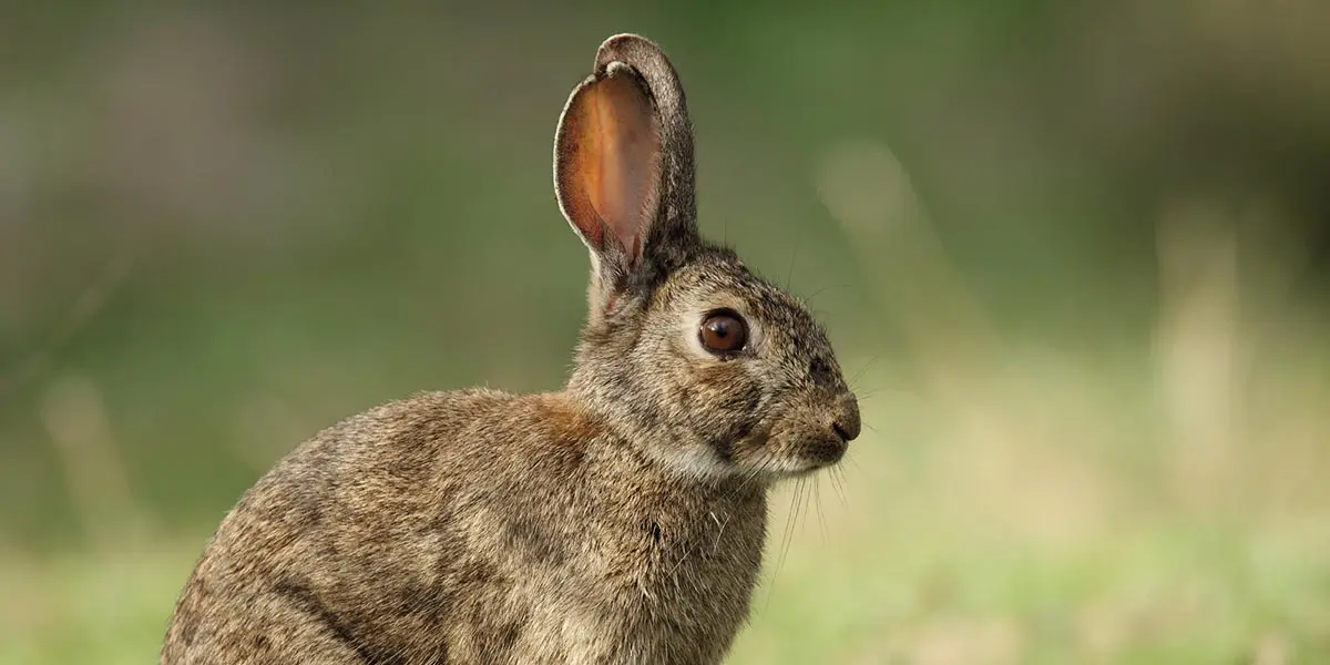 conejo