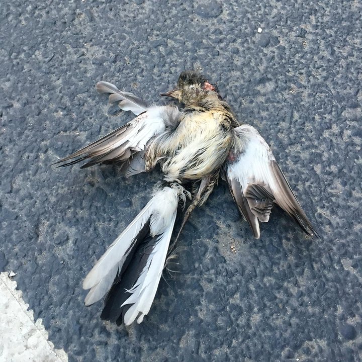 Pájaro aplastado en el asfalto