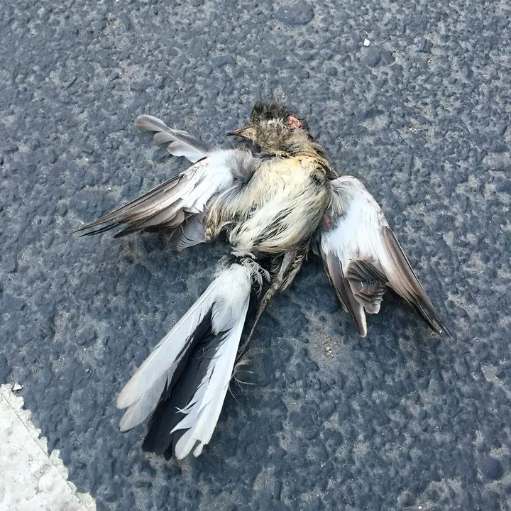 P&aacute;jaro aplastado en el asfalto