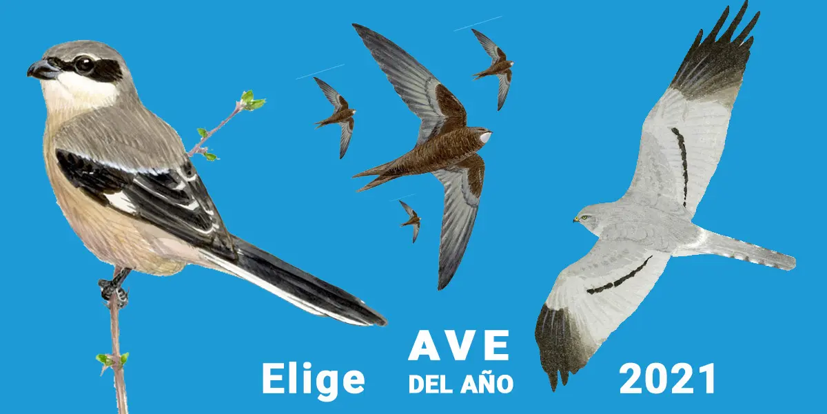 El Aguilucho cenizo, el Alcaud&oacute;n real y el Vencejo com&uacute;n optan a ser Ave del A&ntilde;o 2021