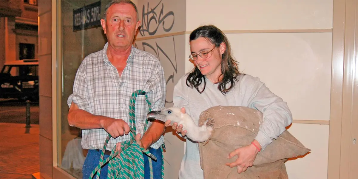 Fauna afeccion buitre Carlos III