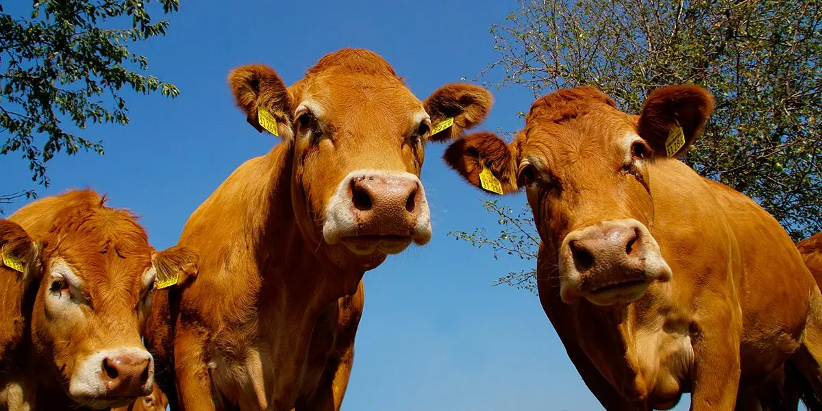 vaca carne res ganado ganader&iacute;a