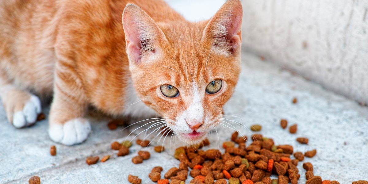 gato gatito comida pienso